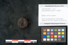 Foto (Objekt + Etikett) von Spondylostrobus smythii F.V. Mueller (NHMW-GEO-2024-0188-10401)